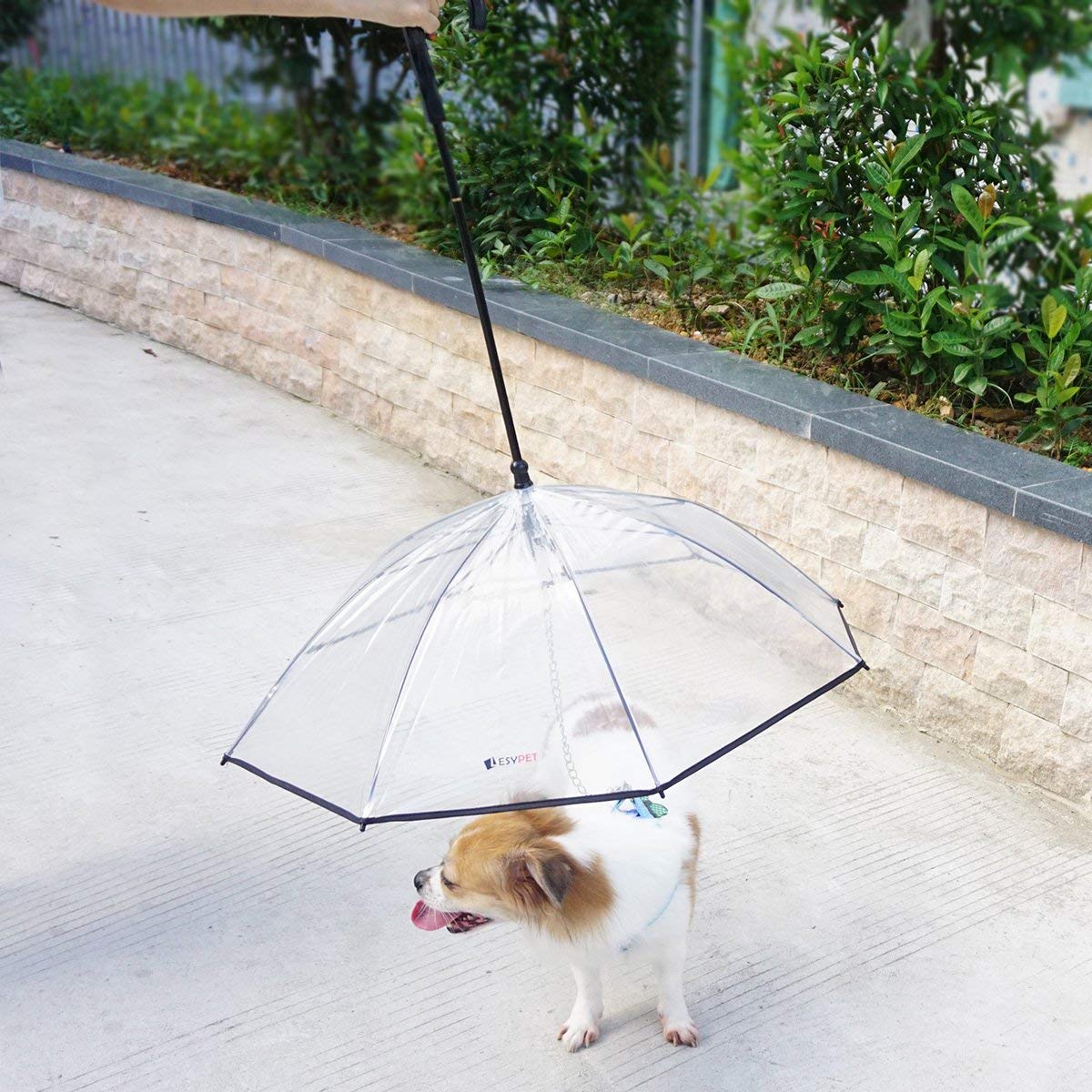 Clear dogbrella dog umbrella for smaller dogs.